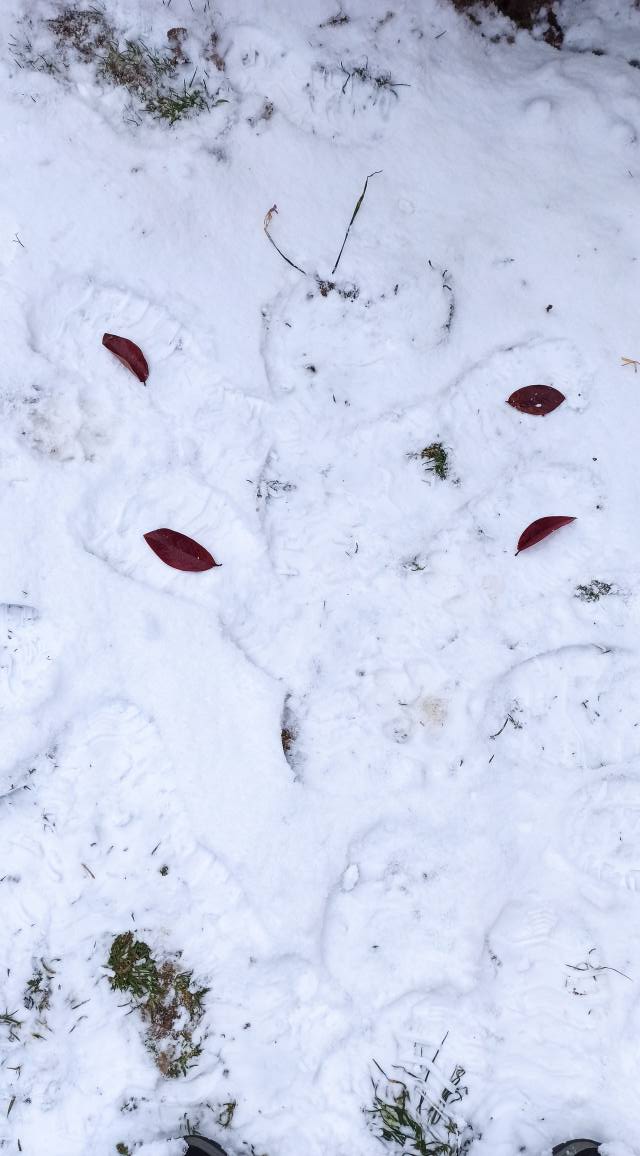 sněhový obrázek motýl